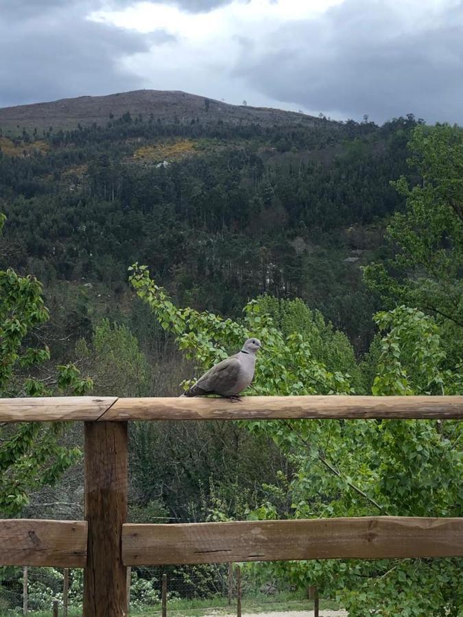Casa Do Gaio-Turismo De Natureza อาโรว์กา ภายนอก รูปภาพ